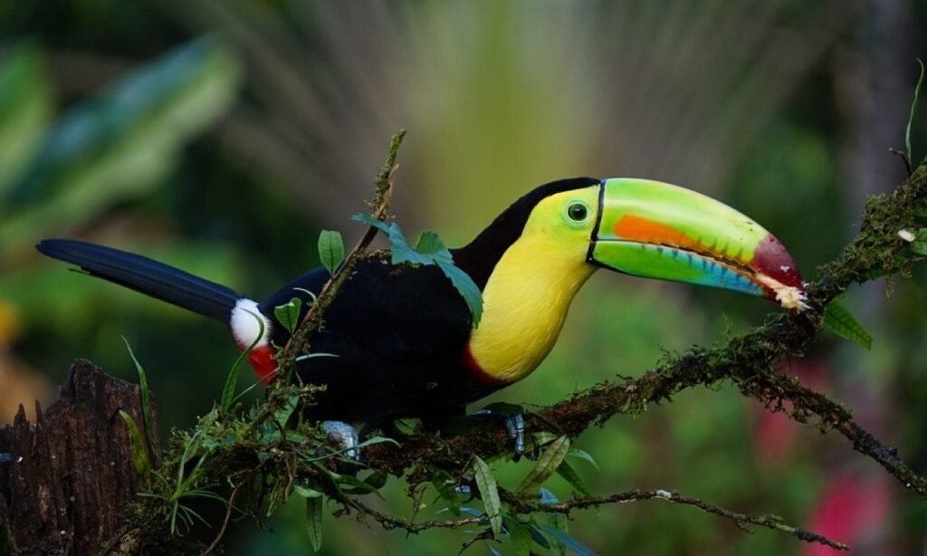 belize toucan bird