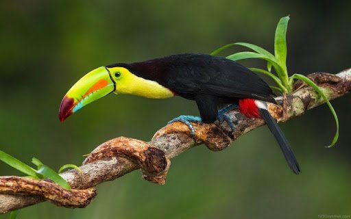 belize toucan bird